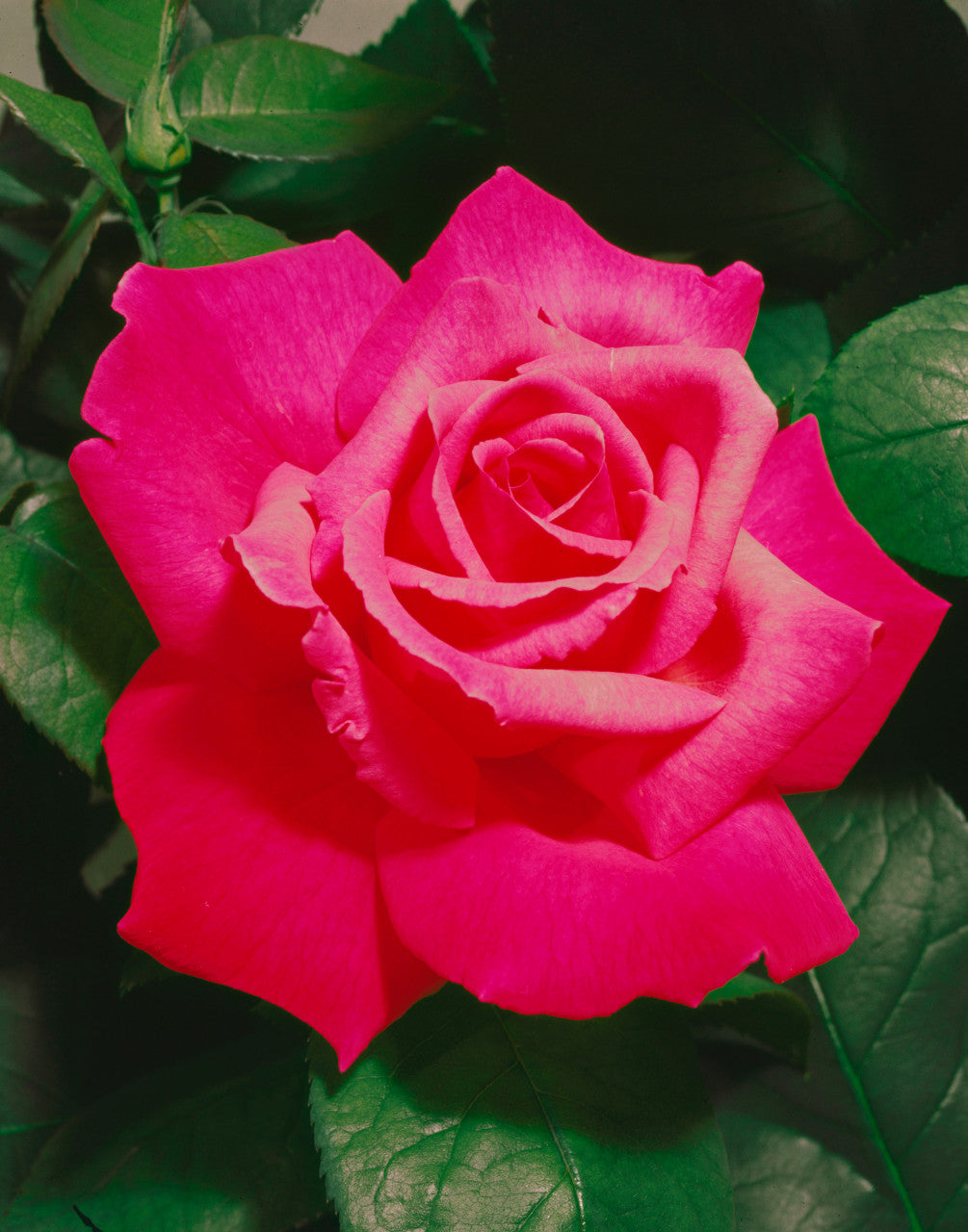 Hybrid Tea "Prima Ballerina"