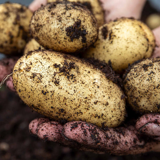 Maris Piper - Main Crop