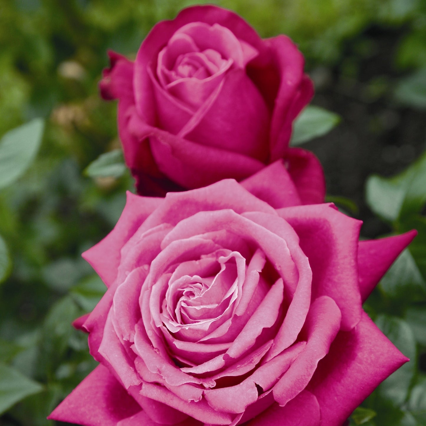 Hybrid Tea "Birthday Boy"