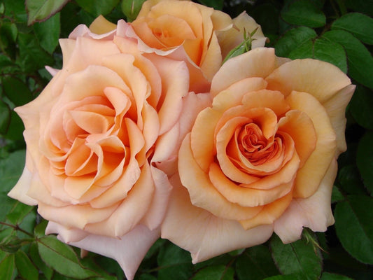 Hybrid Tea "Warm Wishes"