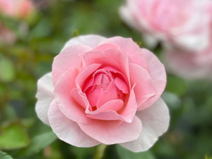 Floribunda "Happy Silver Wedding"