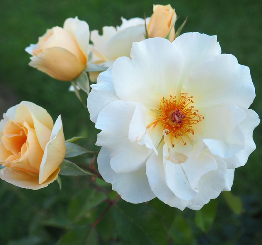 Floribunda "Story Teller"