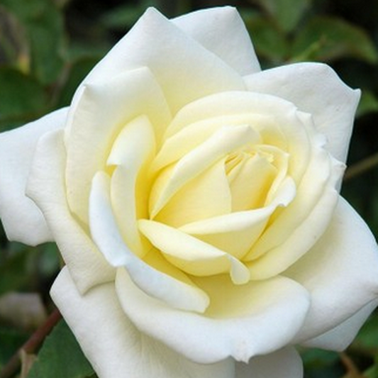 Hybrid Tea "Polar Star"