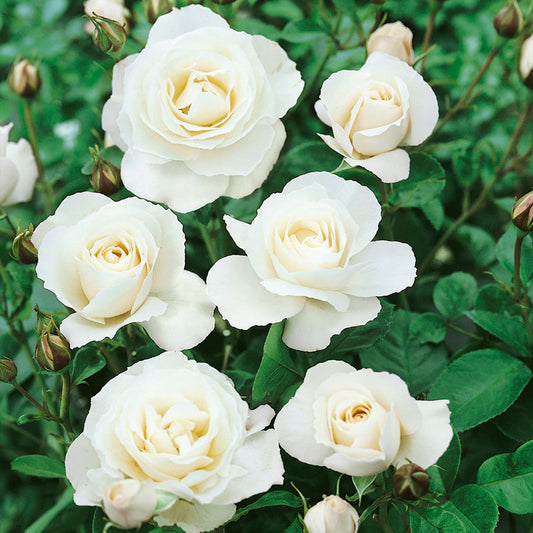 Floribunda "Iceberg"