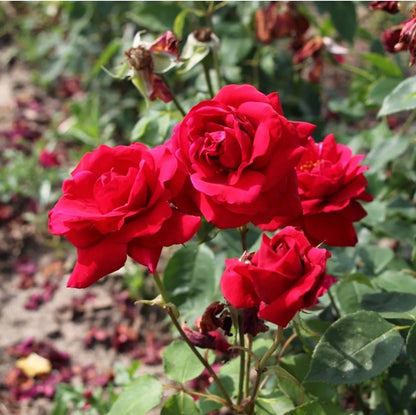 Climbing Rose "Ena Harkness"