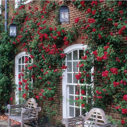 Climbing Rose "Ena Harkness"