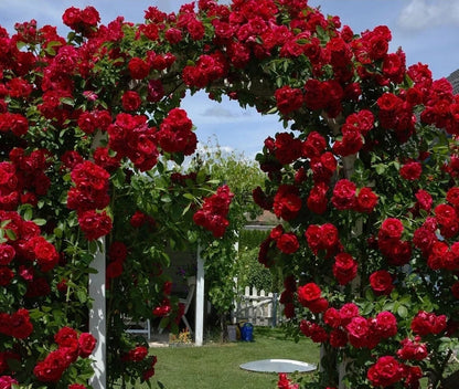 Climbing Rose "Paul's Scarlet Climber"