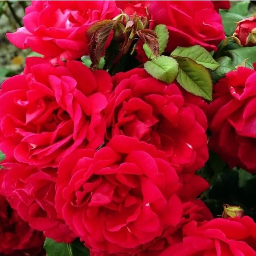 Climbing Rose "Paul's Scarlet Climber"