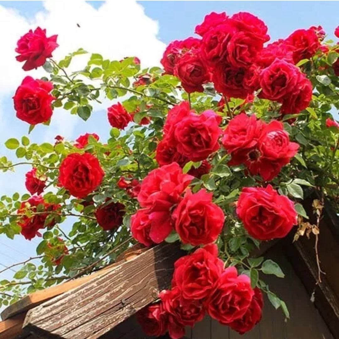 Climbing Rose "Paul's Scarlet Climber"