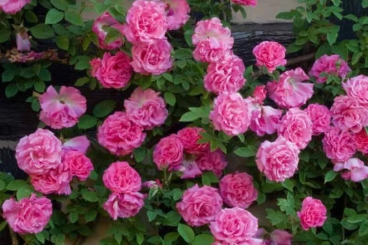 Climbing Rose "Zephirine Drouhin"