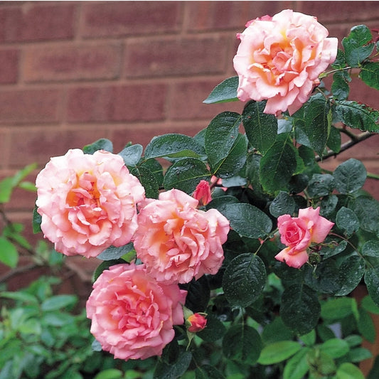 Climbing Rose "Compassion"