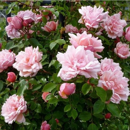 Climbing Rose "Albertine"