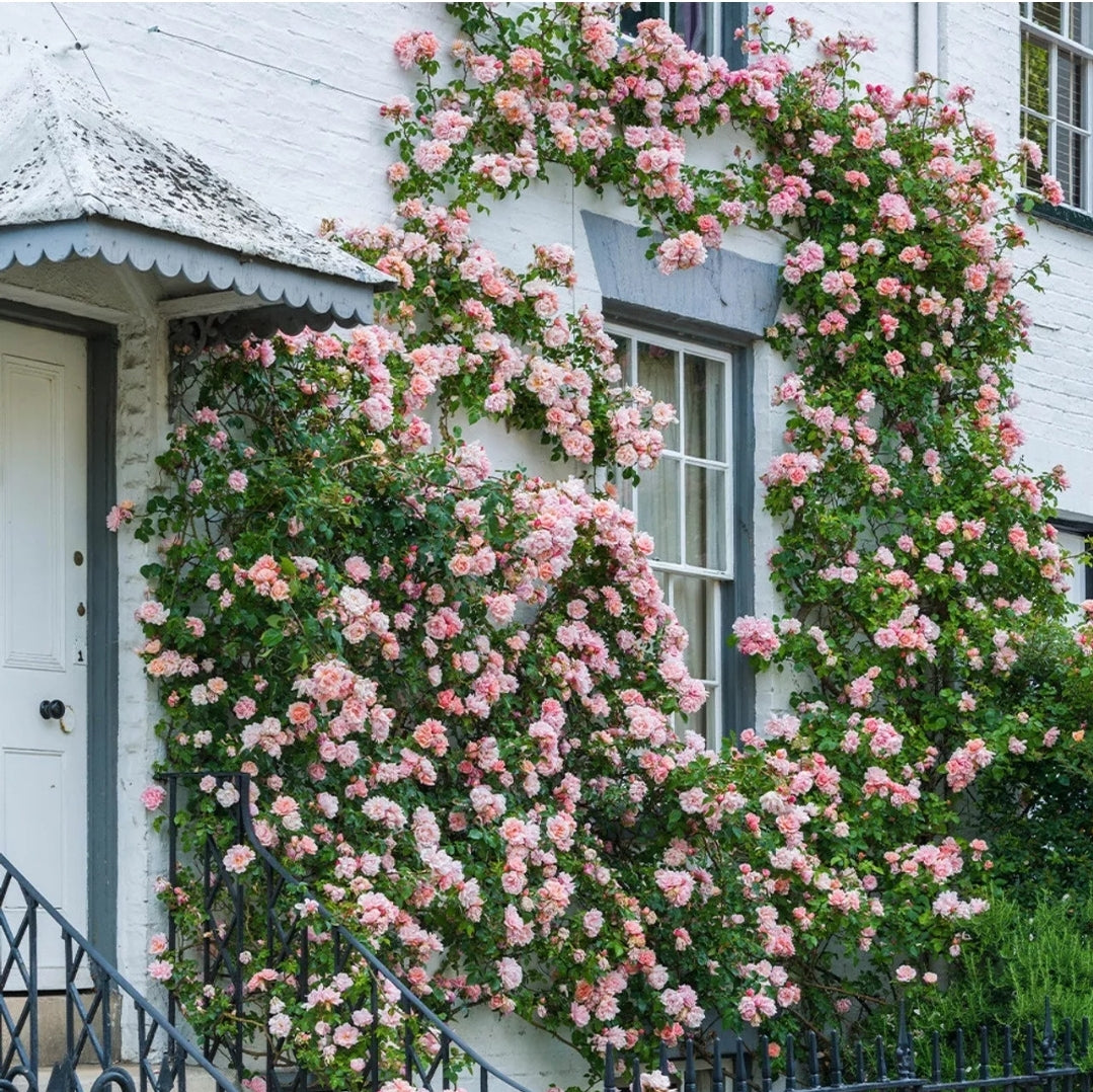 Climbing Rose "Albertine"