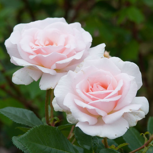 Hybrid Tea "Whiter Shade Of Pale"