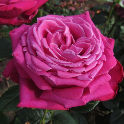 Hybrid Tea "Birthday Boy"