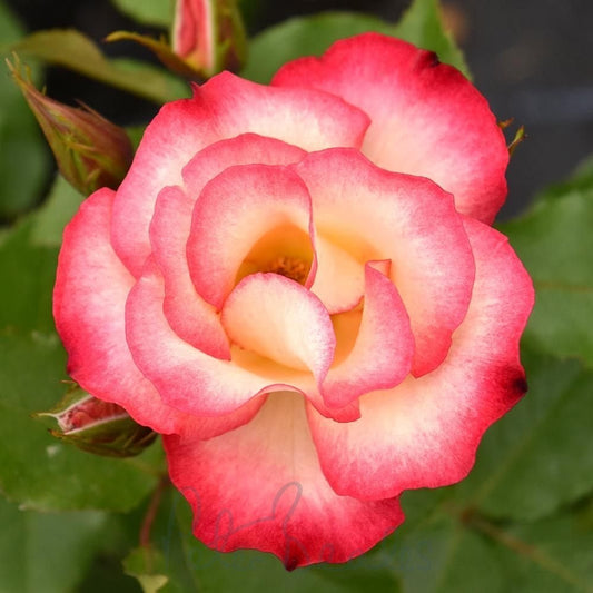 Floribunda "Birthday Girl"