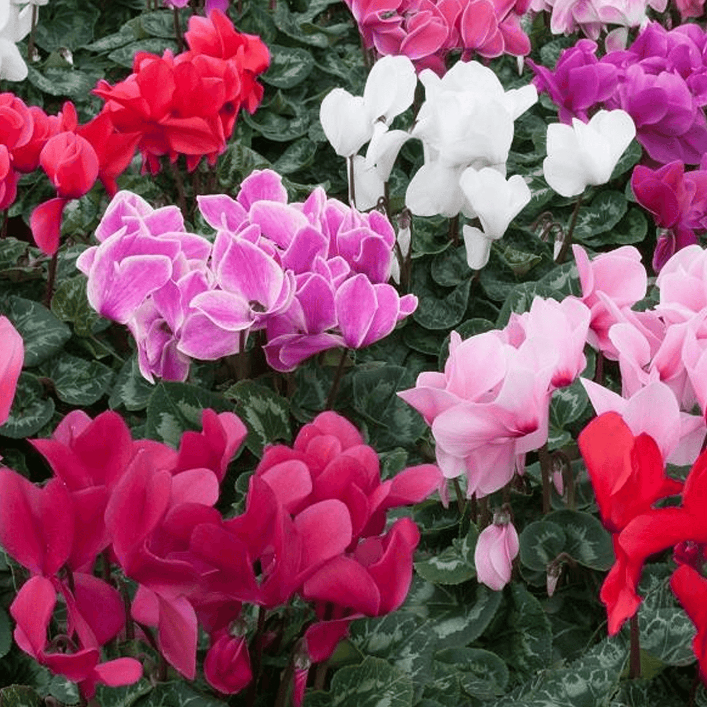 Winter Hanging Basket Bundle