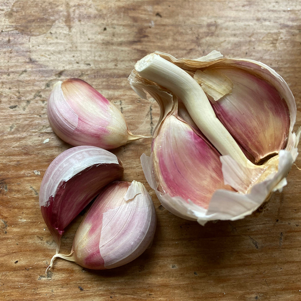 Garlic "Kingsland Wight"