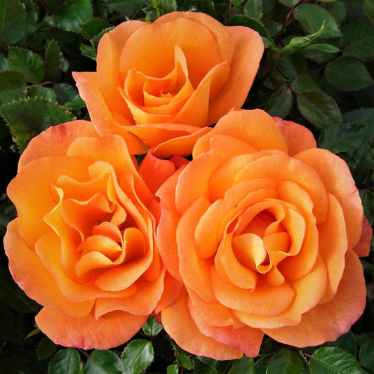 Hybrid Tea "Dawn Chorus"