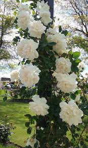 Climbing Rose "MME Alfred Carriere"