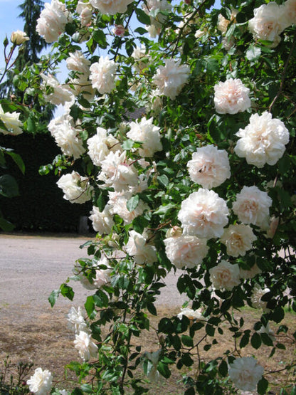 Climbing Rose "MME Alfred Carriere"