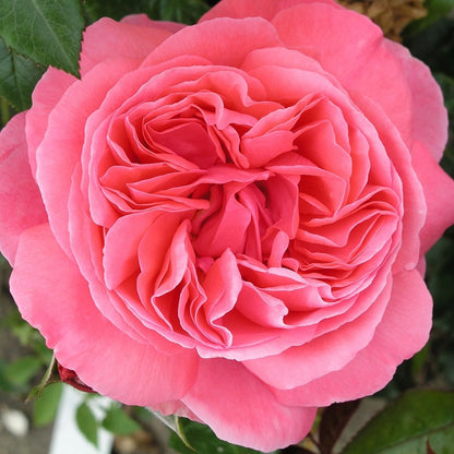 Hybrid Tea "Special Anniversary"