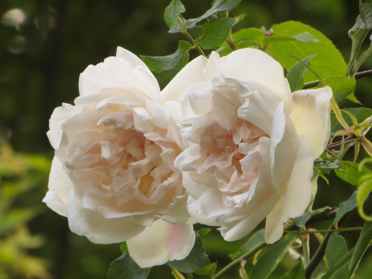 Climbing Rose "MME Alfred Carriere"