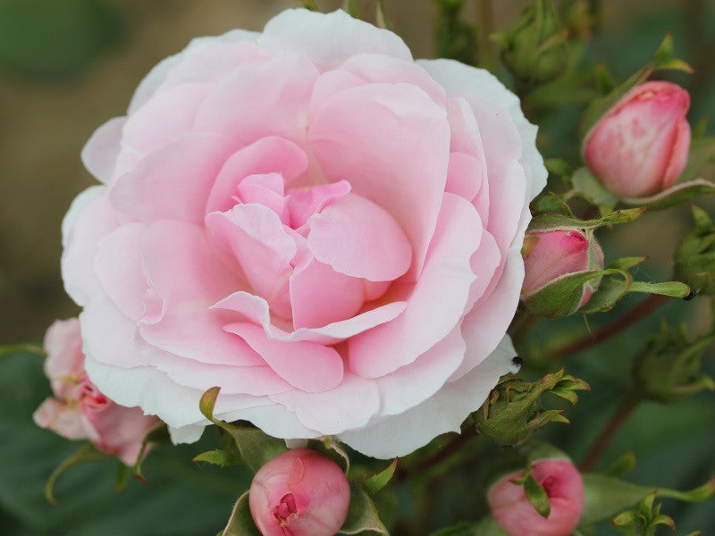 Floribunda "Happy Silver Wedding"