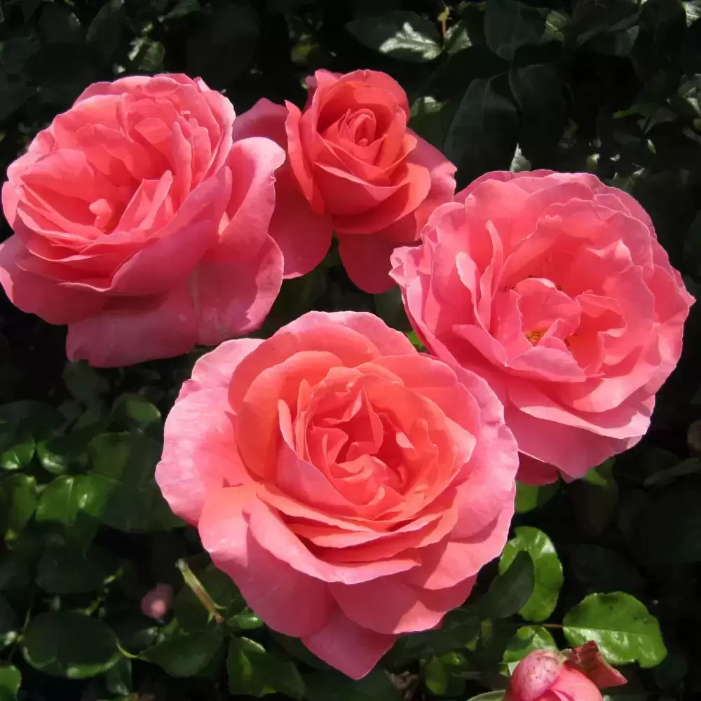 Hybrid Tea "Special Anniversary"