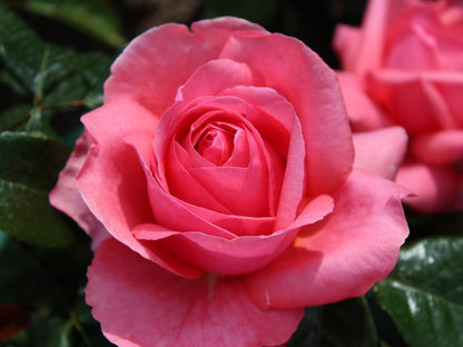 Hybrid Tea "Special Anniversary"